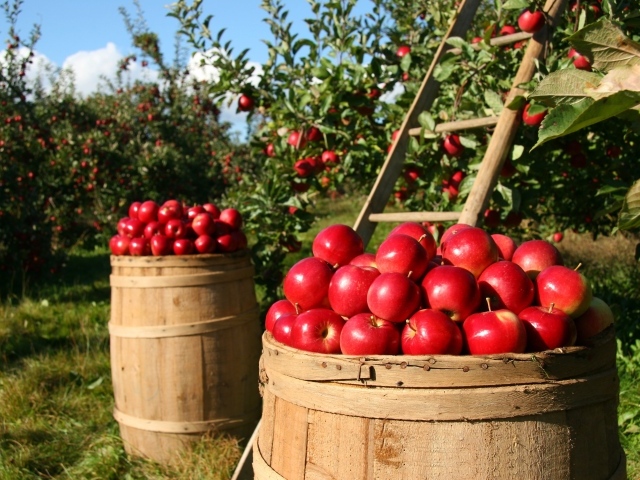 Большие красные яблоки собирают в саду