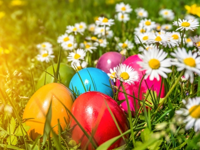 Красивые крашеные пасхальные яйца в зеленой траве с белыми ромашками