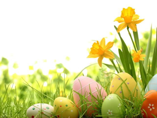 Весенние нарциссы и крашеные яйца фон для открытки на Пасху