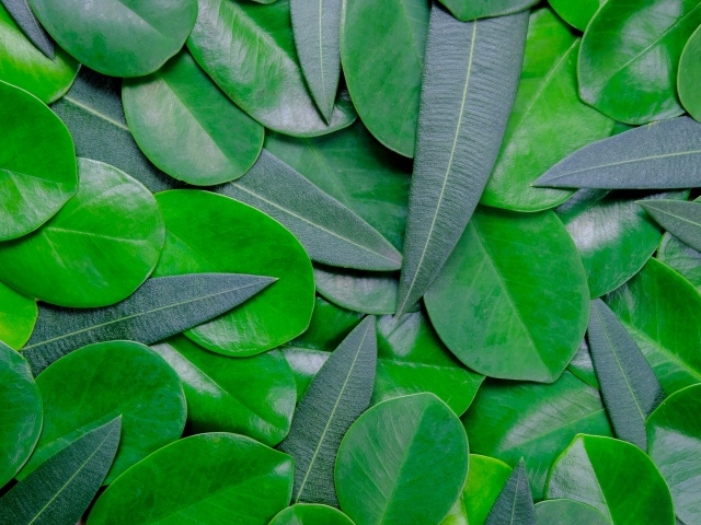 Много зеленых листьев крупным планом