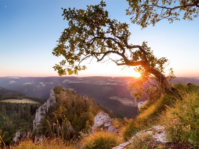 Дерево на краю утеса на рассвете