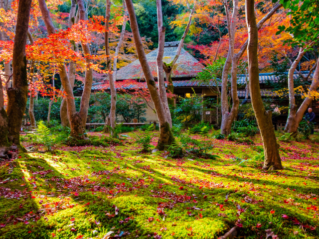 Осень в парке, Киото. Япония
