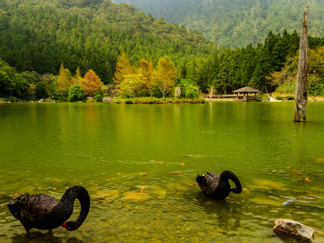 Черные лебеди в пруду на фоне красивого зеленого леса, Япония