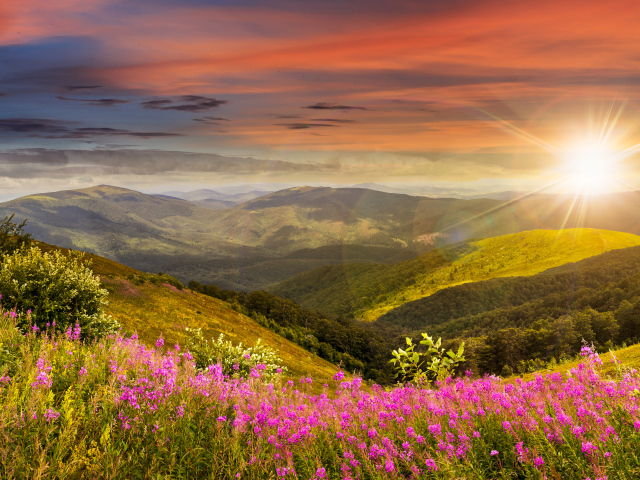 Рассвет яркого летнего солнца над холмами с розовыми цветами