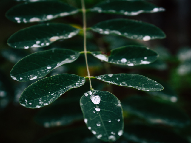 Капли дождя стекают по зеленому листу