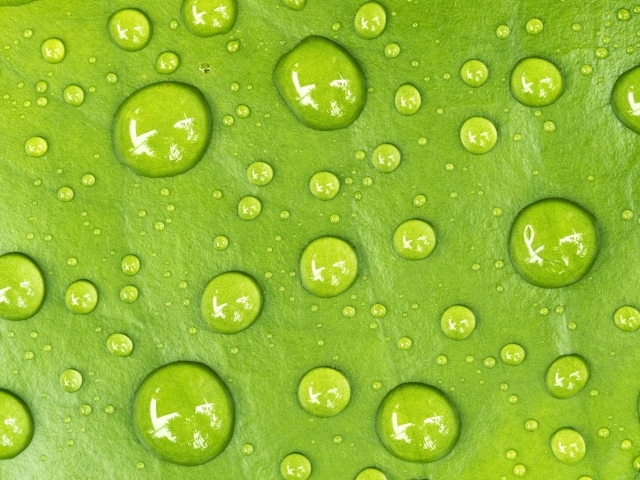 Капли на зеленом листе крупным планом