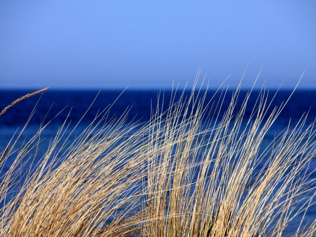 Сухая трава на фоне голубого горизонта