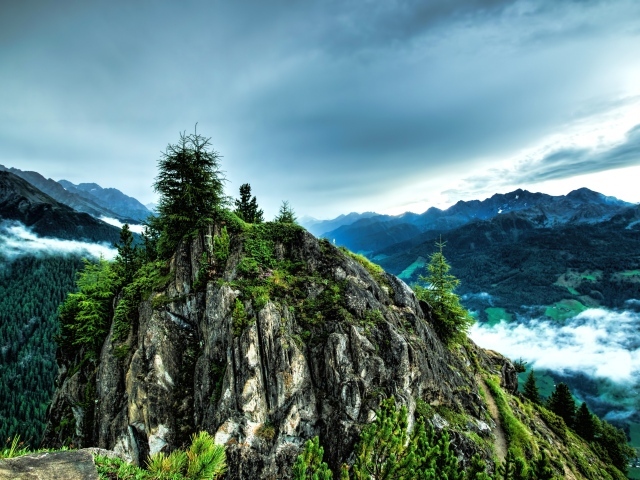 Ели на вершине скалы под  пасмурным небом 