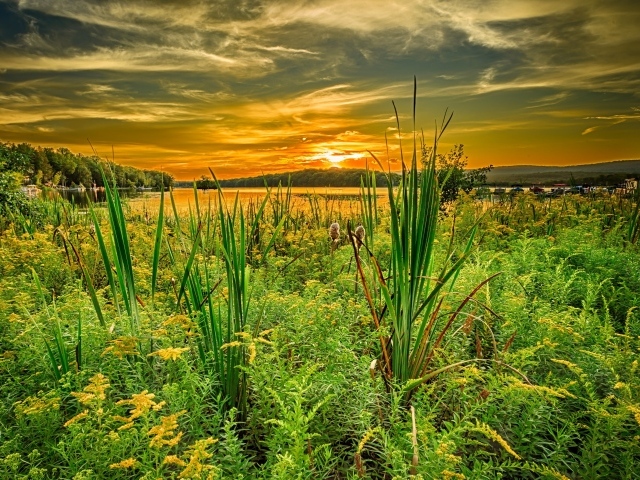 Трава на берегу озера под красивым небом на закате солнца
