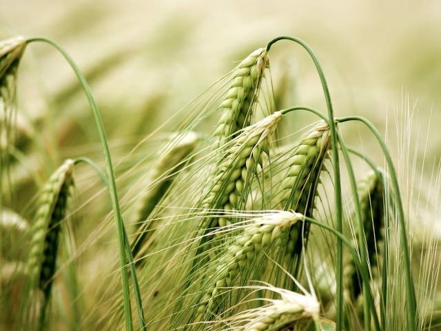 Зеленые колосья пшеницы крупным планом