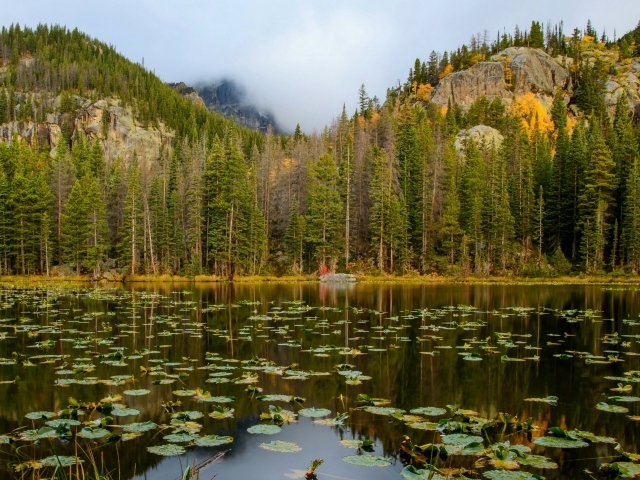 Озеро на фоне соснового леса у подножия гор