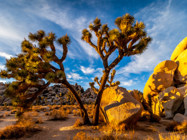 Большие тропические кактусы под голубым небом, США