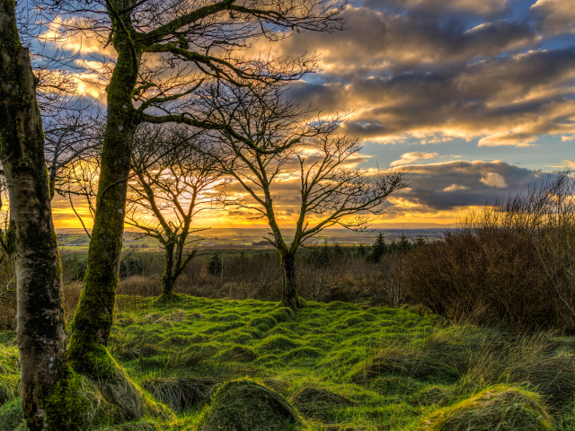 Покрытые мхом деревья на закате солнца