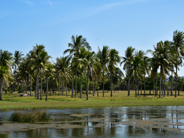 Пальмы на берегу у воды, Таиланд