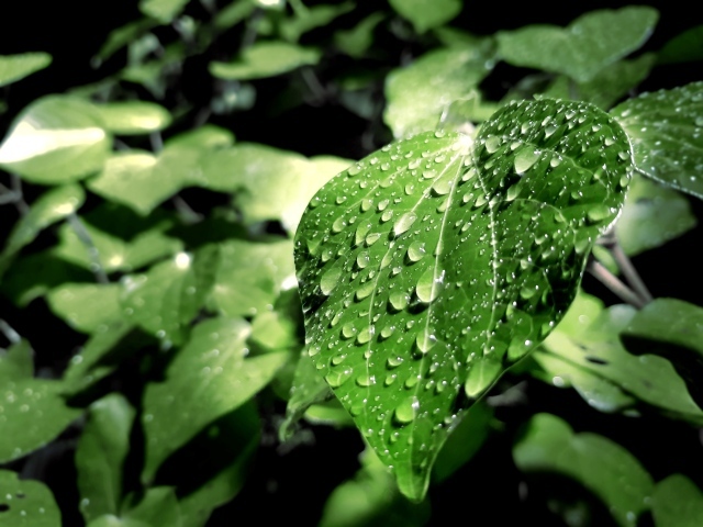 Капли дождя на зеленых листьях 