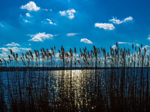 Камыш в реке под красивым голубым небом