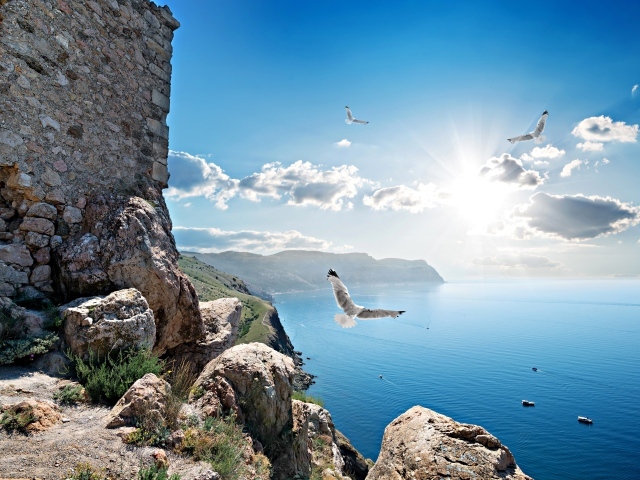 Чайки летают у скалы в лучах солнца под красивым голубым небом