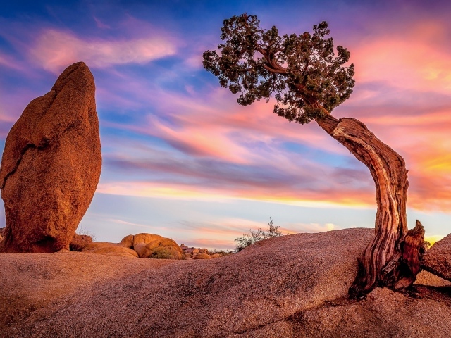 Природа национального парка Джошуа-Три, Калифорния. США