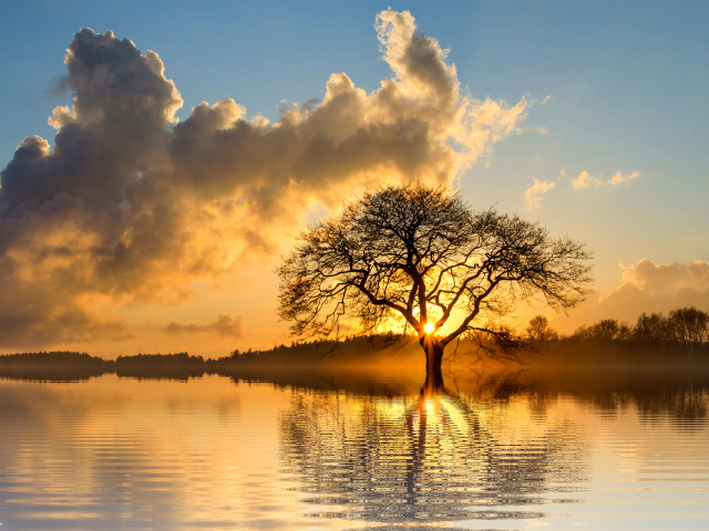 Солнце пробивается сквозь ветки дерева в облачном небе