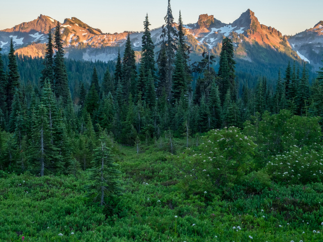 Вид на зеленый хвойный лес и верхушки гор в лучах восходяшего солнца