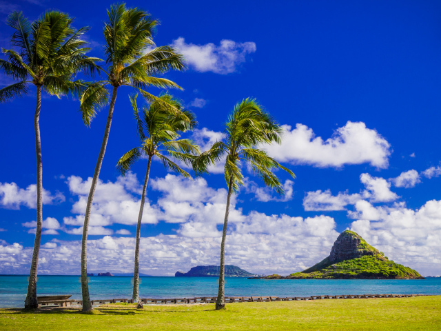 Пальмы на побережье под красивым голубым небом с белыми облаками, Гавайи. США