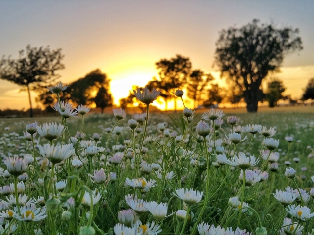 Поле белых цветов ромашки на фоне заката