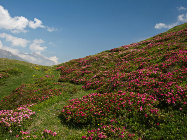 Поля с розовыми цветами рододендрона под голубым небом, Франция
