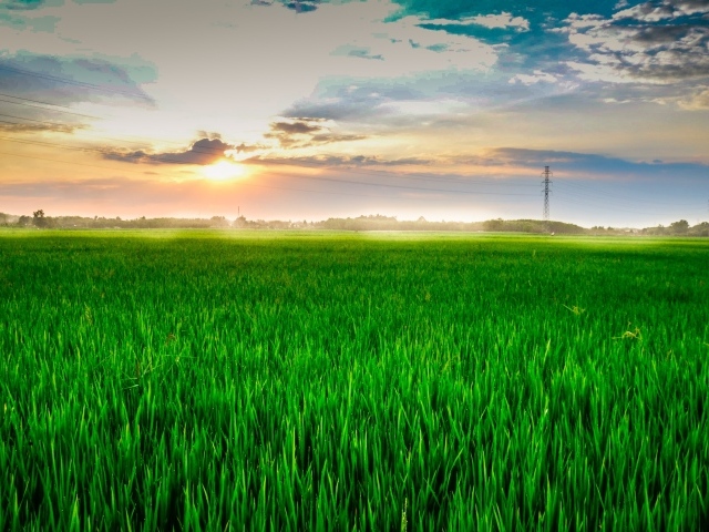 Восход летнего солнца над полем с зеленой пшеницей