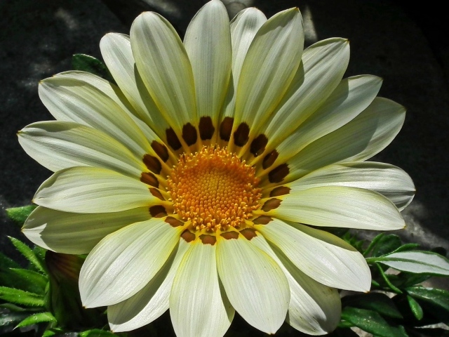 Красивый большой цветок газания крупным планом