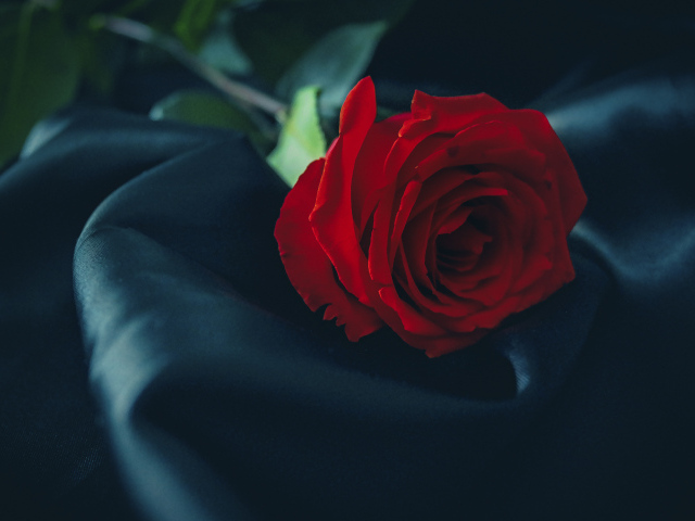 Красивая красная роза лежит на черном покрывале