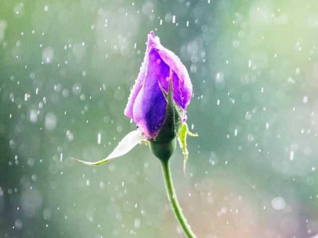 Бутон красивой розы под дождем