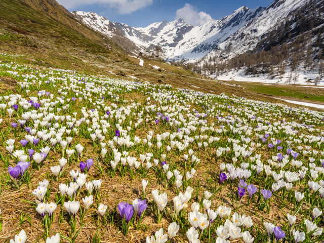 Поле разноцветный крокусов на фоне заснеженных гор