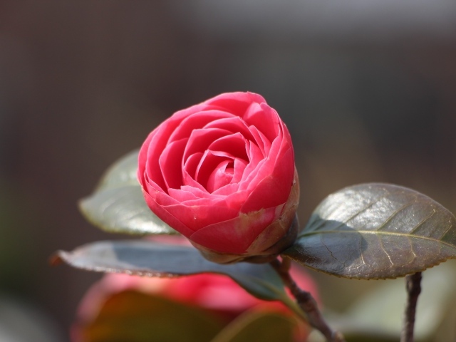 Нераспустившийся цветок розовой камелии