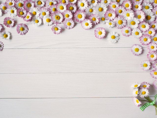 Много розовых маргариток на деревянном фоне, шаблон для открытки