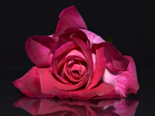 Красная роза лежит на зеркальной поверхности