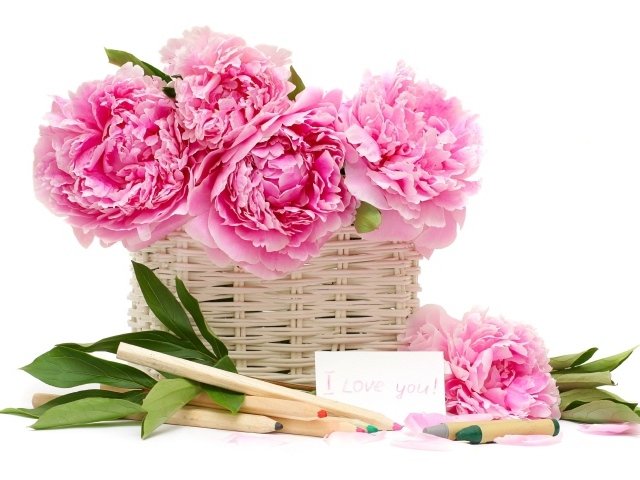 Корзина розовых пионов с карандашами на белом фоне