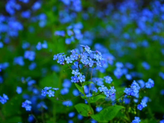 Красивые голубые маленькие цветы незабудки