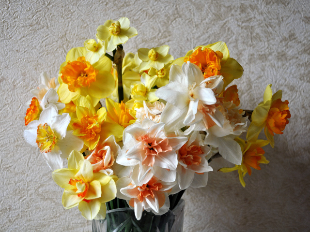 Красивый букет разноцветных нарциссов
