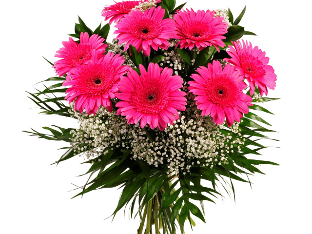 Красивый букет розовых гербер с зелеными листьями на белом фоне