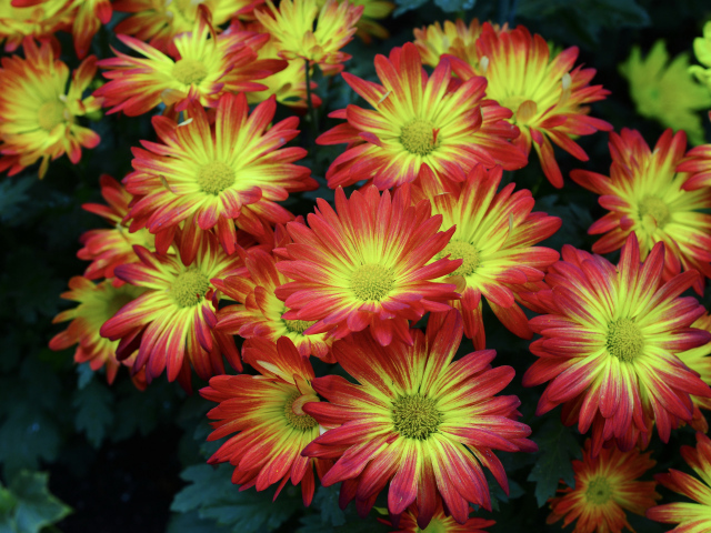 Красивые яркие осенние цветы хризантемы