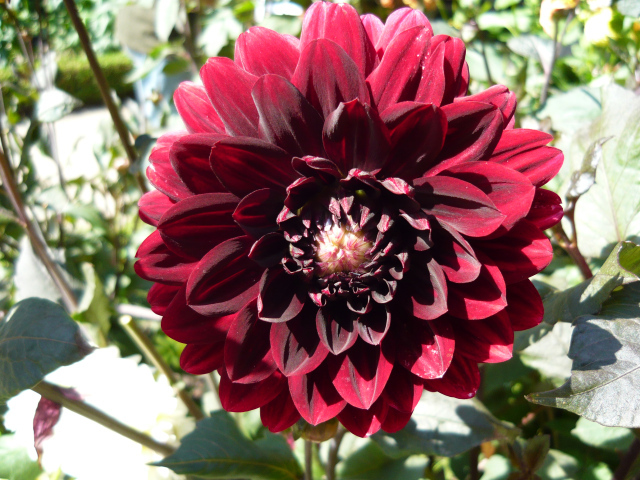 Красивая бордовый цветок георгина крупным планом