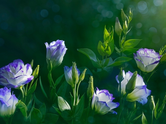 Красивые нежные цветы эустома