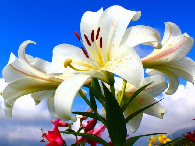 Красивые нежные белые лилии на голубом фоне 