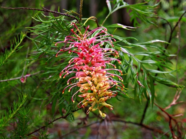 Красивый экзотический цветок Гревиллея