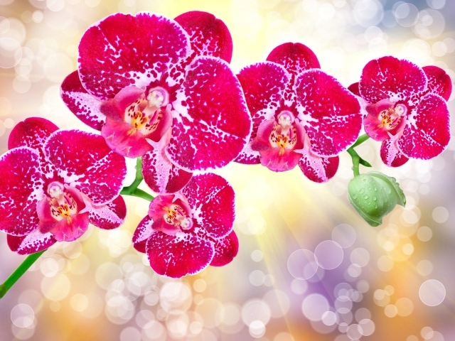 Красивые экзотические розовые цветы орхидеи с бутонами