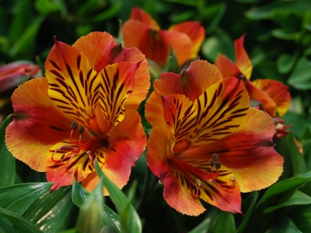 Красивые цветы альстрёмерия тигрового окраса