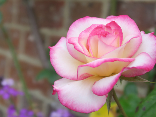 Красивая ароматная розовая роза крупным планом