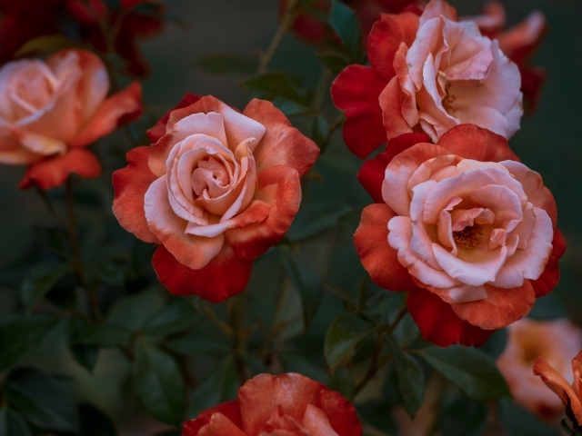 Красивые садовые розы крупным планом