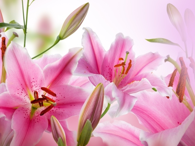 Красивые нежные розовые лилии 