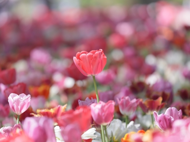 Красивые нежные розовые тюльпаны в лучах солнца